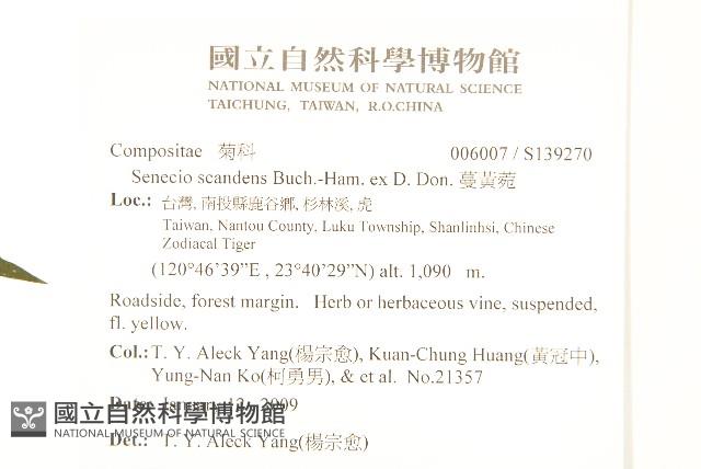 蔓黃菀藏品圖，第2張