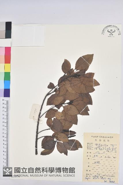 白臼藏品圖，第1張