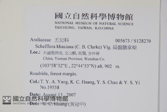 扁盤鵝掌柴藏品圖，第2張