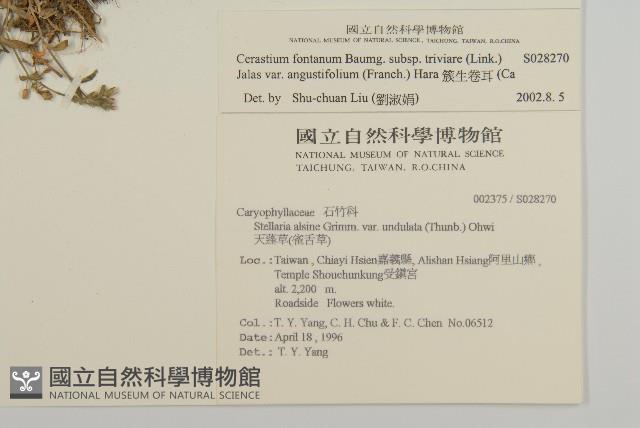 簇生卷耳藏品圖，第2張