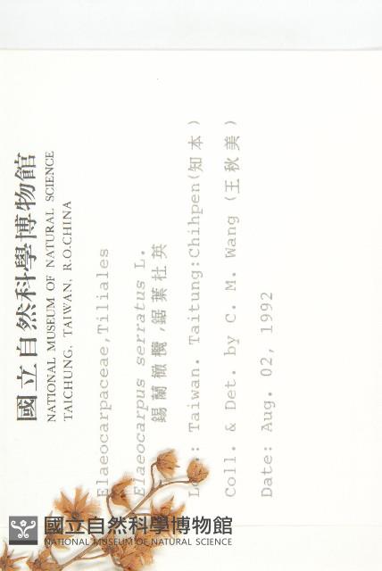 錫蘭橄欖、鋸葉杜英藏品圖，第2張