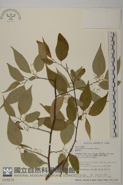 佩羅特木藏品圖，第1張