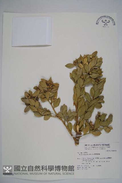 Okinawa Box Collection Image, Figure 1, Total 2 Figures