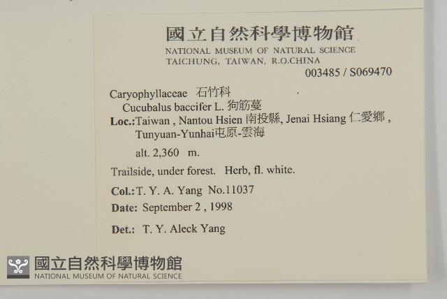 狗筋蔓藏品圖，第2張