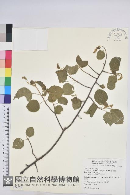 扛香藤藏品圖，第1張