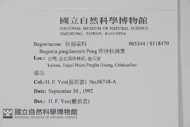 坪林秋海棠藏品圖，第2張