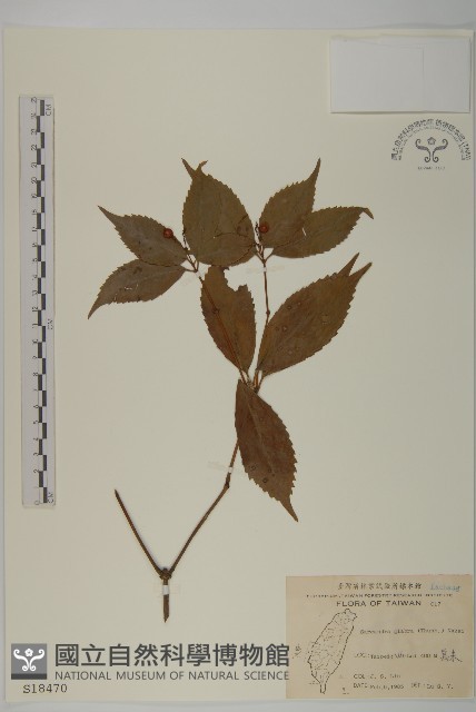 草珊瑚、紅果金粟蘭藏品圖，第1張