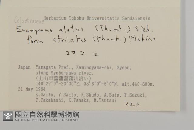 齒毛衛矛藏品圖，第2張