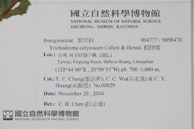 假酸漿藏品圖，第5張