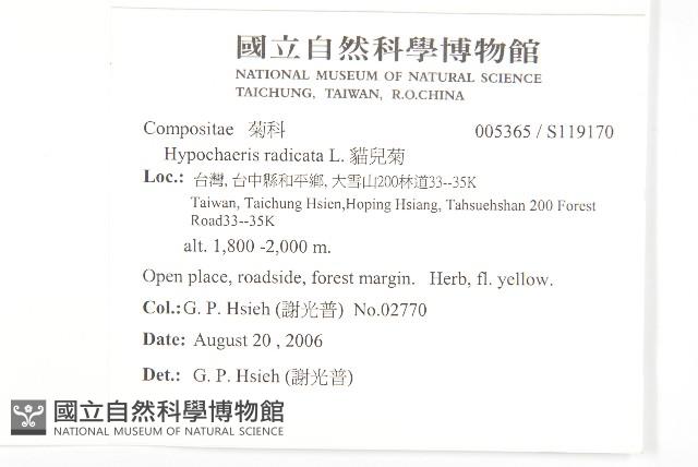 貓兒菊藏品圖，第2張