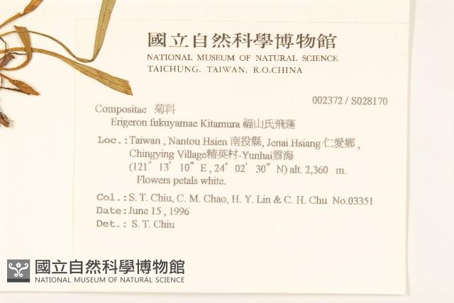 福山氏飛蓬藏品圖，第2張