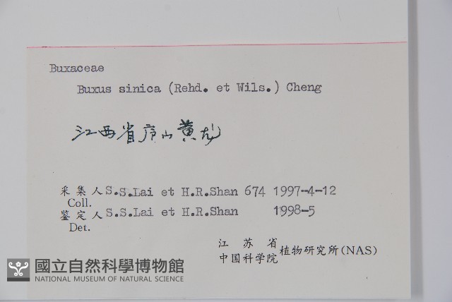 黃楊藏品圖，第2張