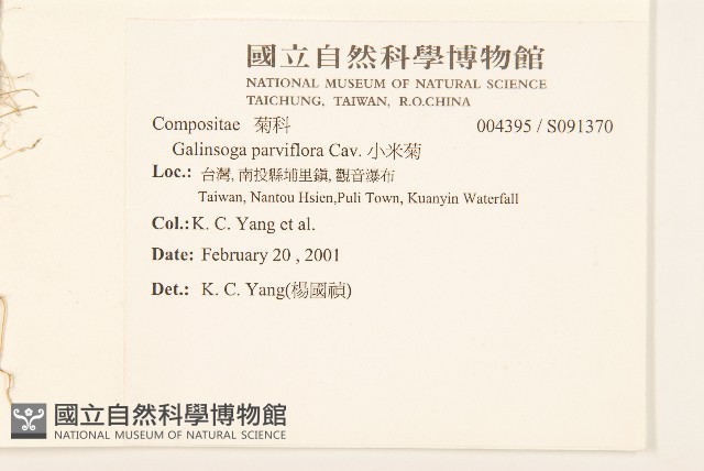 小米菊藏品圖，第2張
