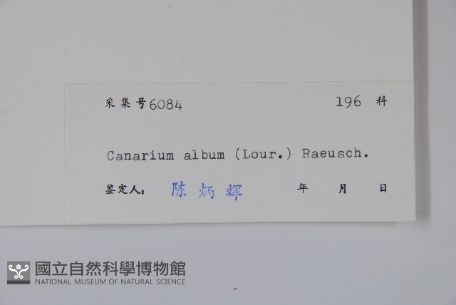 橄欖藏品圖，第2張