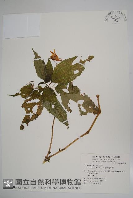 紫花鳳仙花藏品圖，第1張