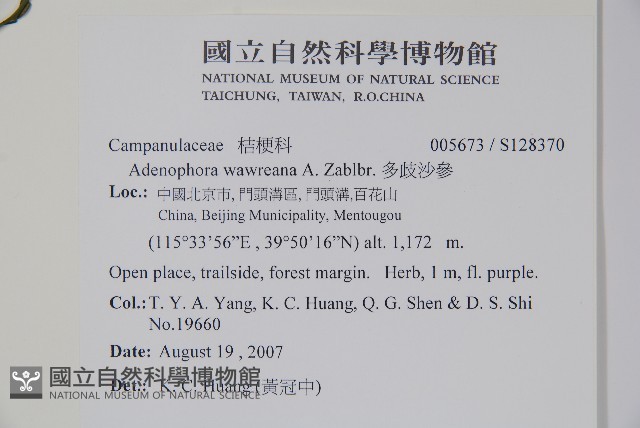 多歧沙參藏品圖，第2張