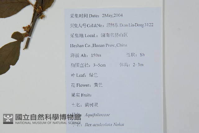 鼠李冬青、滿樹星藏品圖，第2張