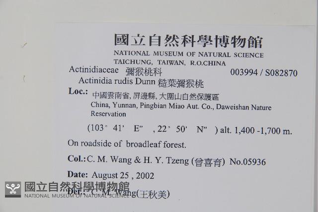 糙葉獼猴桃藏品圖，第2張