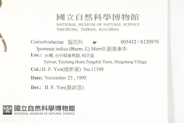 銳葉牽牛藏品圖，第2張