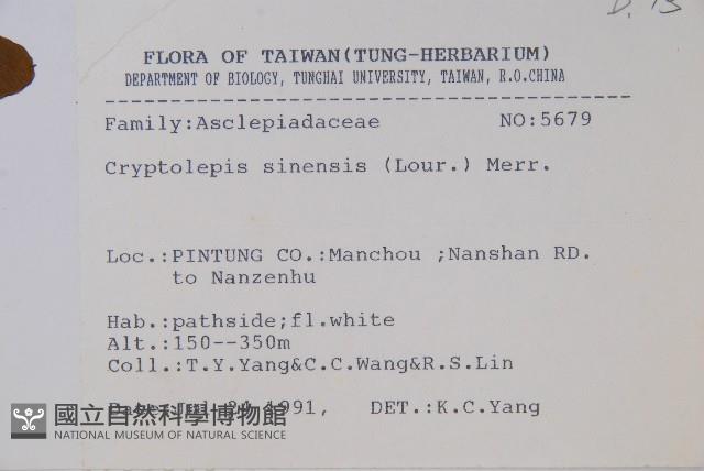 隱鱗藤藏品圖，第2張