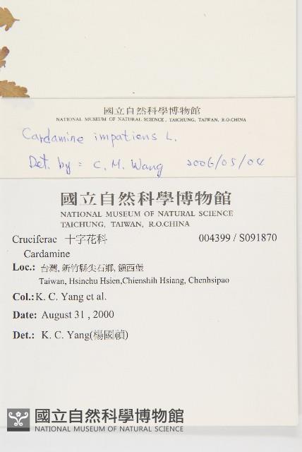 水花菜藏品圖，第2張