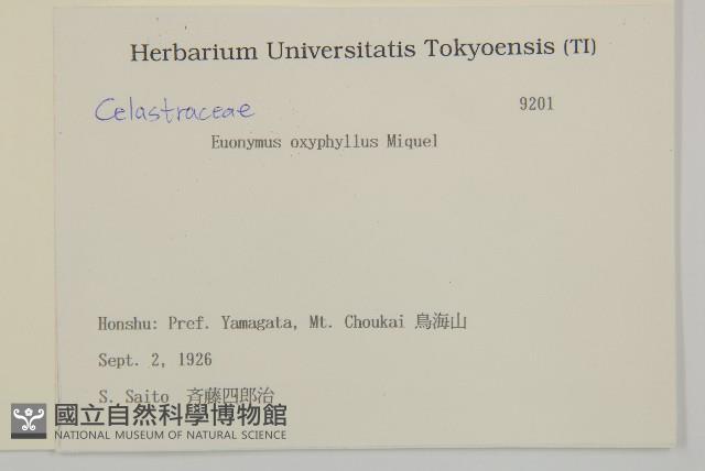 垂絲衛矛藏品圖，第2張