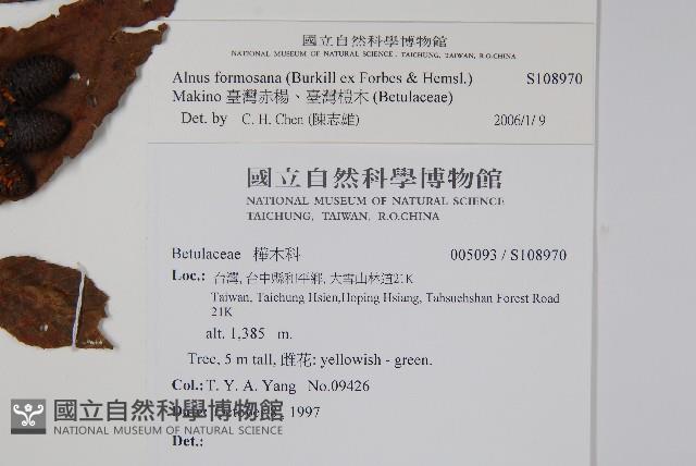 臺灣赤楊、臺灣榿木藏品圖，第2張