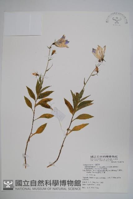 高山沙參藏品圖，第1張