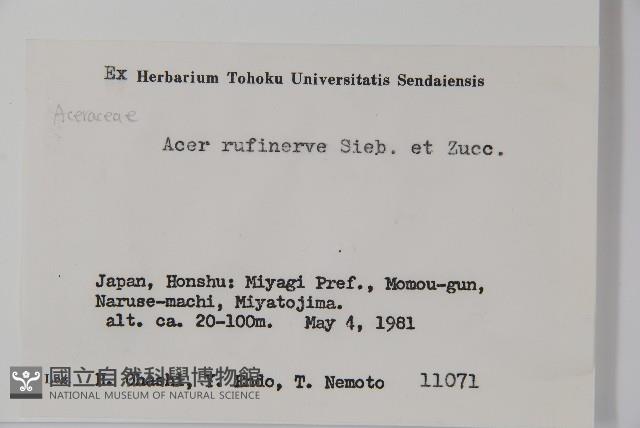 褐脈槭藏品圖，第2張