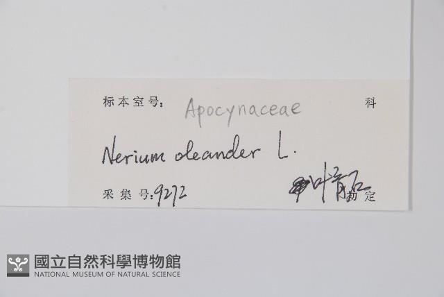 洋夾竹桃藏品圖，第2張