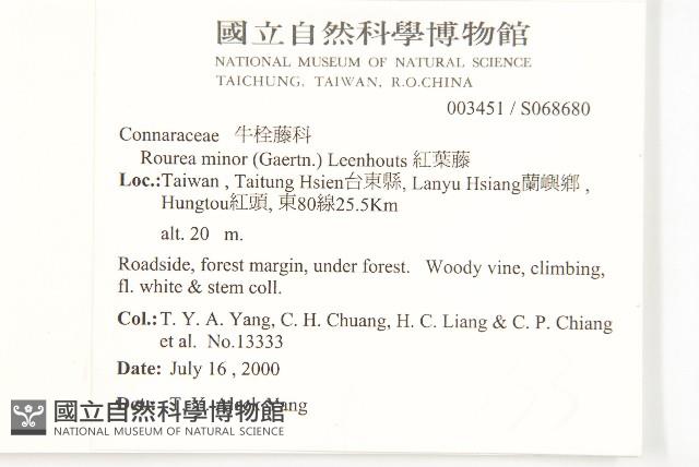 紅葉藤藏品圖，第2張