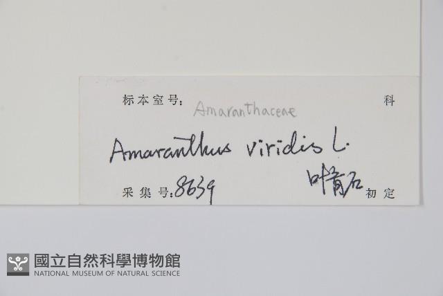 野莧菜藏品圖，第2張