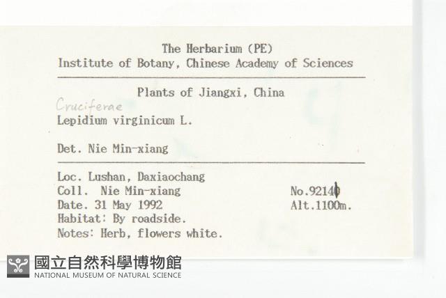 獨行菜藏品圖，第2張