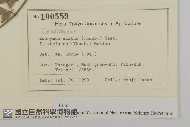 齒毛衛矛藏品圖，第2張