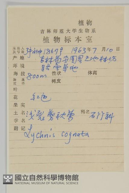 淺裂剪秋蘿藏品圖，第2張