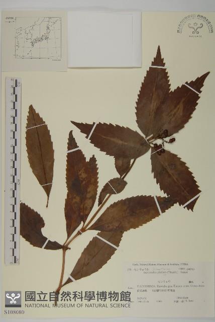 草珊瑚、紅果金粟蘭藏品圖，第1張