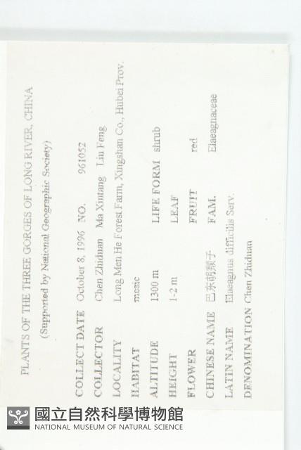 巴東胡頹子藏品圖，第2張