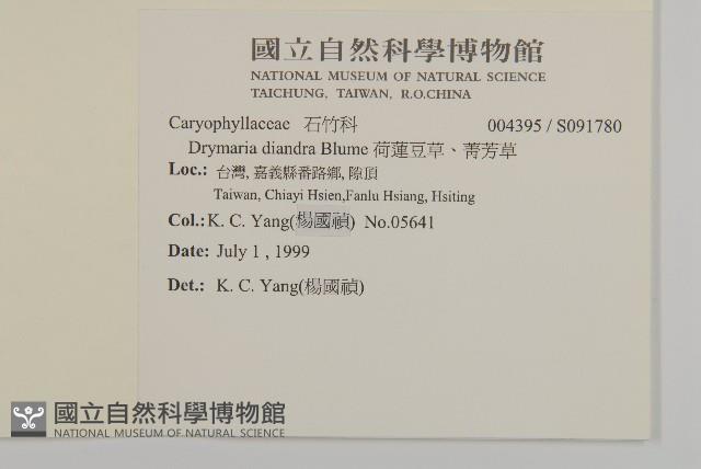 荷蓮豆草、菁芳草藏品圖，第2張