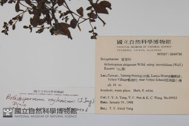 細纍子草藏品圖，第2張