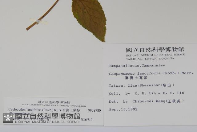 台灣土黨參藏品圖，第2張