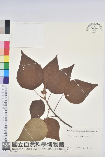 野桐藏品圖，第1張