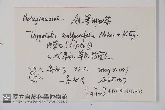 鈍萼附地菜藏品圖，第2張