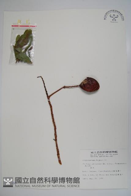 魚木藏品圖，第1張