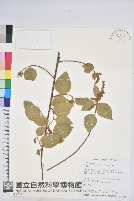 扛香藤藏品圖，第1張