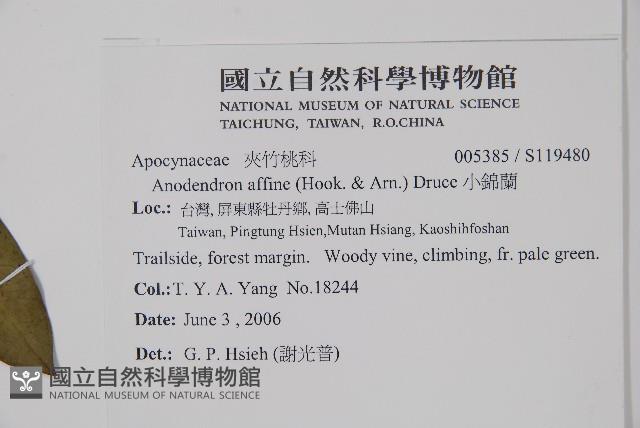 小錦蘭藏品圖，第2張