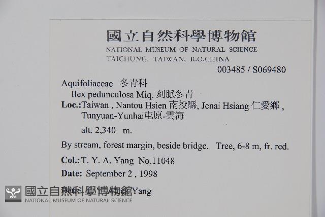 刻脈冬青藏品圖，第2張