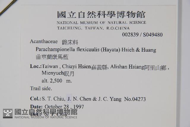 曲莖馬藍藏品圖，第2張