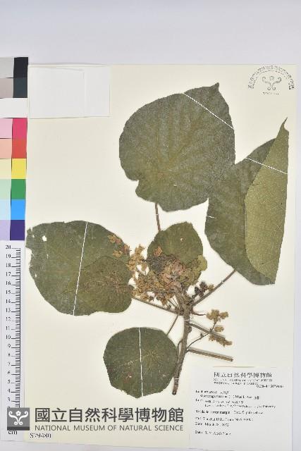 血桐藏品圖，第1張