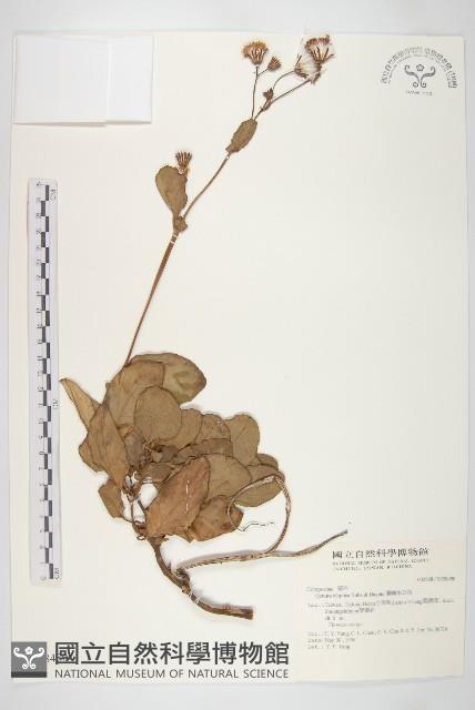 蘭嶼木耳菜藏品圖，第1張