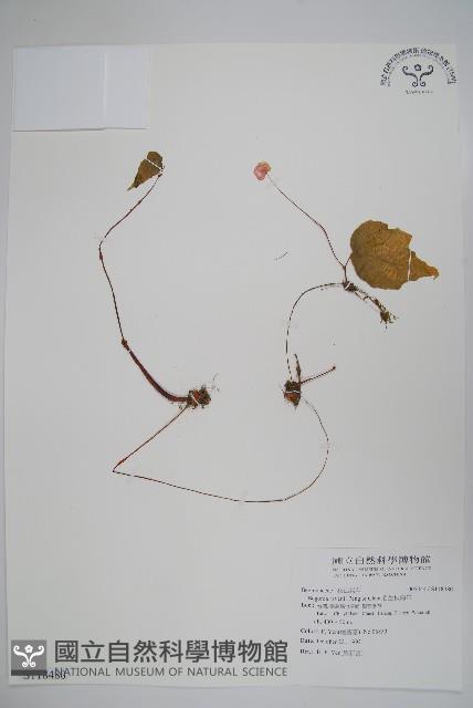 岩生秋海棠藏品圖，第1張